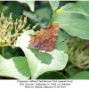 polygonia c-album 7male6